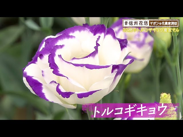 A 32-year-old lisianthus farmer (#ShinshuFlowerLife
