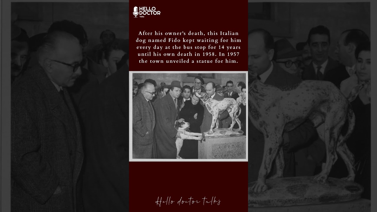 Fido waited 14 years for his owner, a true symbol of loyalty. 