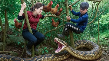 Found Wild Chicken Tracks in the Deep Jungle | Set a Trap & Survive Alone Against a Fierce Python