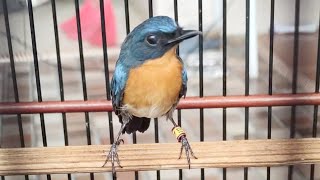 SIKATAN GUNUNG Jantan GACOR Ampuh Untuk PIKAT & Pancingan Tledekan Sulingan Dan SRDC Supaya Berkicau