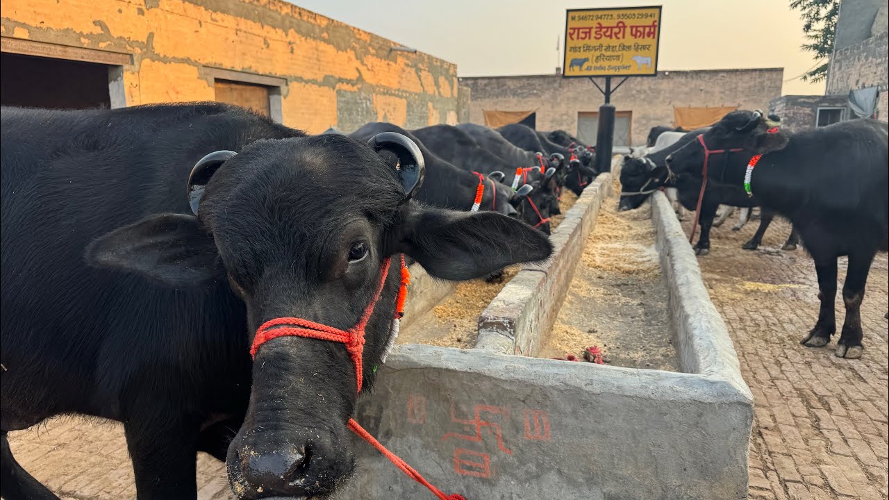 छोटे-छोटे सिंग वाली शानदार भैंस 💪💪 Raj Dairy Farm, Hisar , Haryana