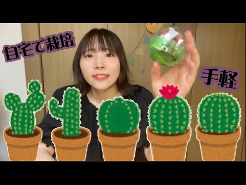 栽培 簡単にサボテンが栽培できる Youtube