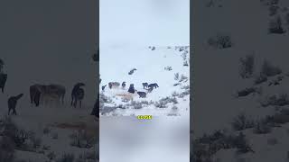 🐻 Dozens of Wolves vs Giant Black Bear — Who Wins This Wild Battle? 😱