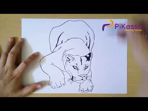 How to Draw Cougar step by step