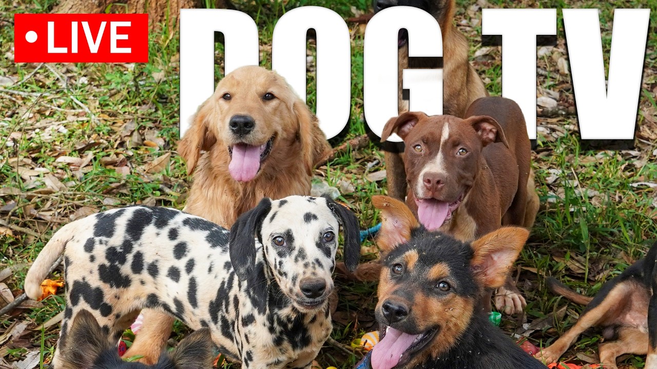 🔴Dog TV - Dog Walks in the Forest🎵🐶Dog Calming Music💖🐾 Video for Dogs with Stress and Anxiety