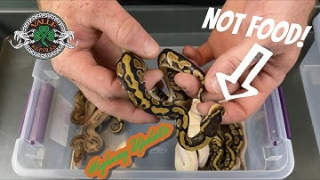 I Got Bit By A Ball Python!!! Clutch #10 Update