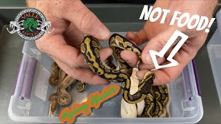 I Got Bit By A Ball Python!!! Clutch #10 Update