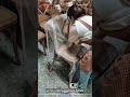 Wrapping Wooden Chairs with Bubble Wrap for Safe Delivery