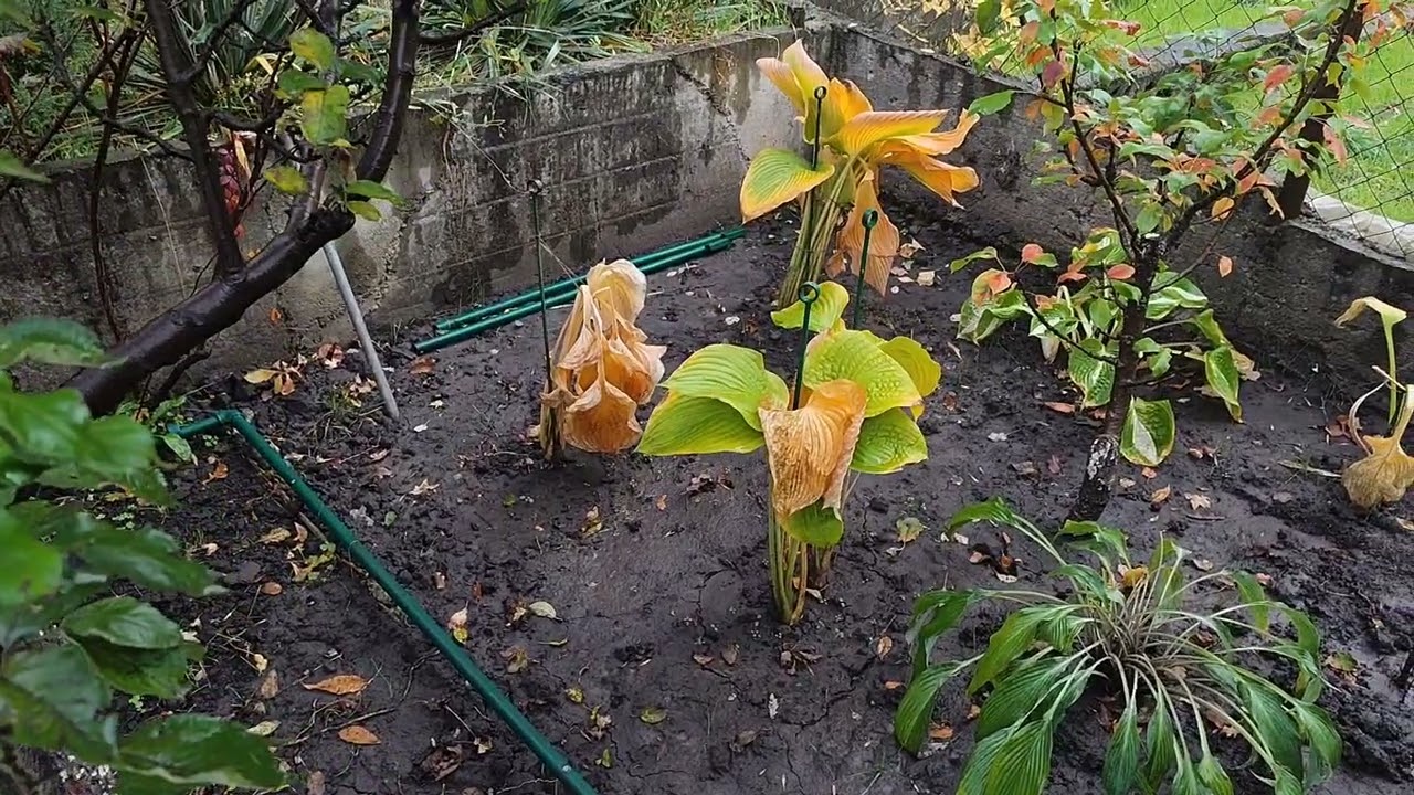 Хости вже готуються до анабіозу