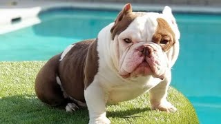 AMERICAN MICRO BULLIES | PUPPIES FROM MICRO MONSTER AND LILCHESKA