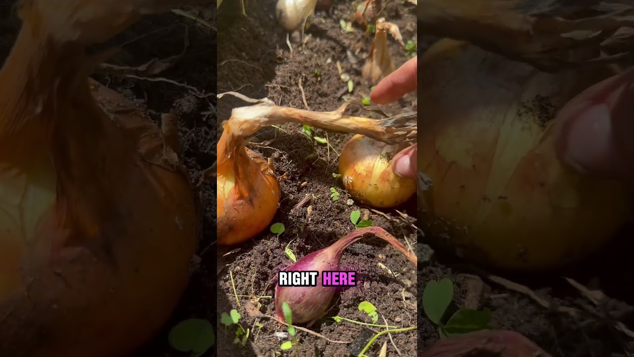 Uploads from From Seed to Spoon Garden Planning App