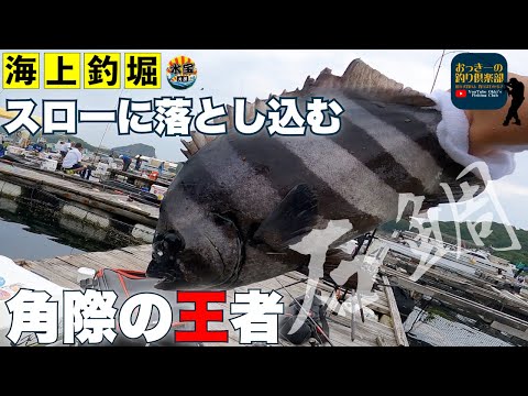 海上釣堀】スローフォールで角際の王者石鯛を仕留める - YouTube
