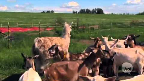 The Beekman Boys on Sustainable Farming