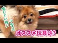 【噛む力が強い小型犬むけ】おすすめできない玩具、おすすめな玩具