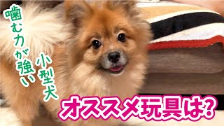 【噛む力が強い小型犬むけ】おすすめできない玩具、おすすめな玩具