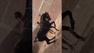 Anas Alvi Jawli 8130962847