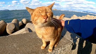 防波堤に茶トラ猫がいたのでナデナデしてきた