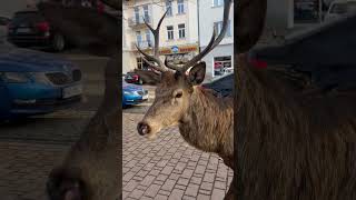 A Deer Strolls Through a Busy City Street
