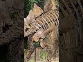 Stegosaurus Introduction #shorts