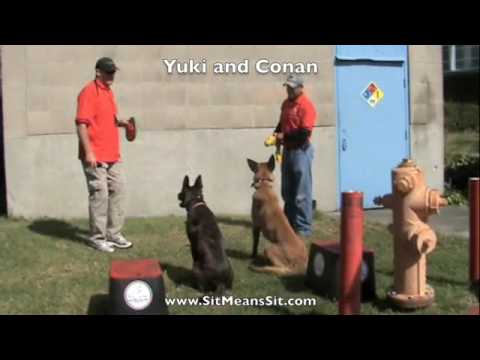 Sit Means Sit at Long Beach Dock Dogs Event