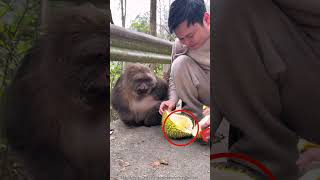 The boy fed jackfruit to the monkey #shortvideo