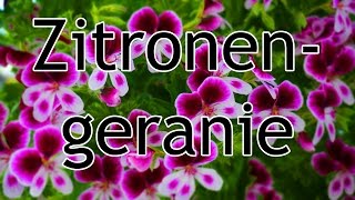 Die Zitronengeranie