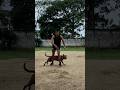 Demostración de adiestramiento 🐶✅ #pitbull #adiestramientocanino #perros