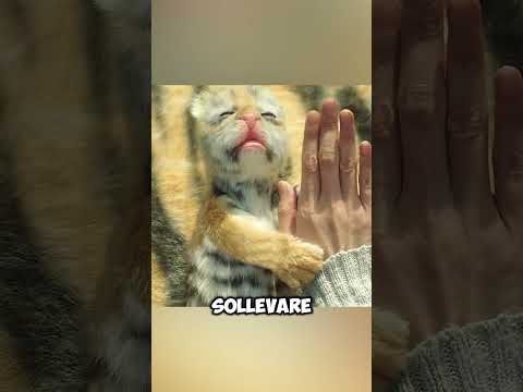 "Il Miracolo del Piccolo Tigrotto"