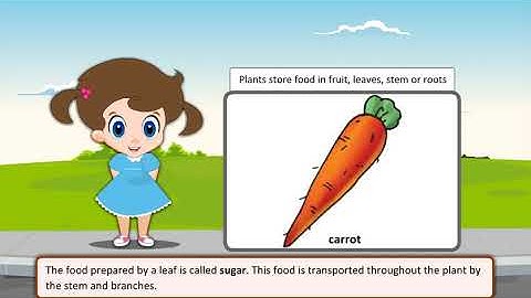 Std-4 Sub -  Science Ch - 1 The Green plant- The Food Producers Part 1