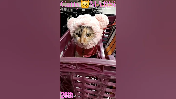 Video 10330011: coon calico tabby mixed, maine coon calico tabby, tabby maine coon cat, calico tabby mixed lovely, tabby cat meow, adorable maine coon cat, tabby cat funny, cat cutecat, little kitty, pretty kitty, pet traveler, baby kitty