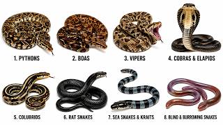 All Types of Snakes Explained in 8 Minutes 🐍
