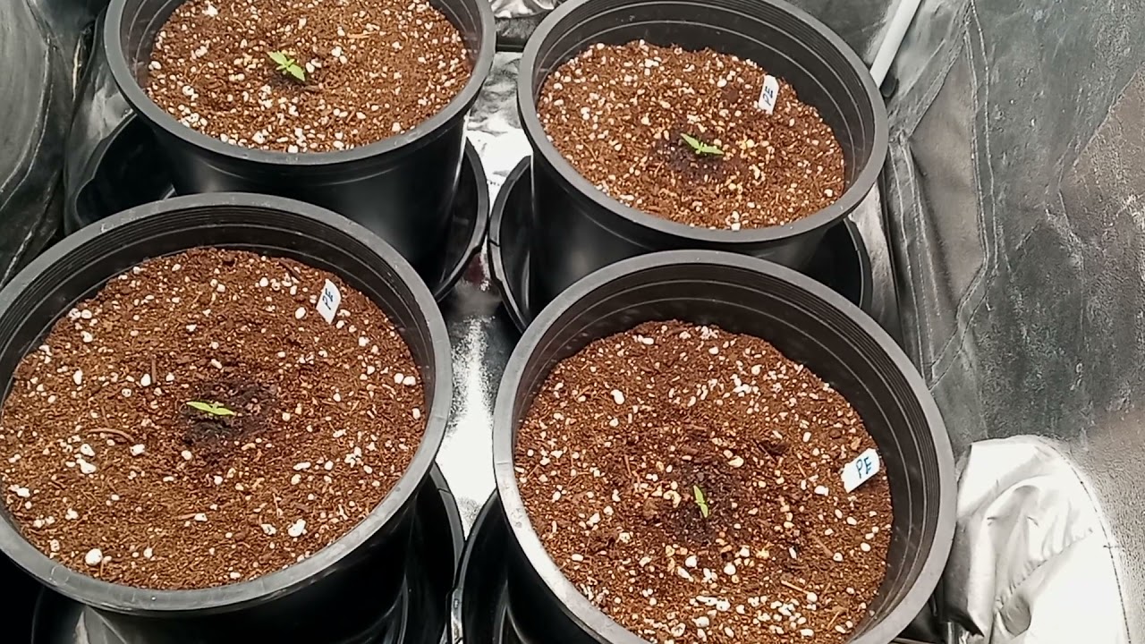 DIVINE SEEDS, SPIDER FARMER SF1000, FOOP 3x3 Grow Series!