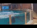 Seal Show at Sydney&quot;s Taronga Zoo,2023,Part 2