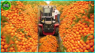 The Most Modern Agriculture Machines That Are At Another Level , How To Harvest Oranges In Farm ▶2