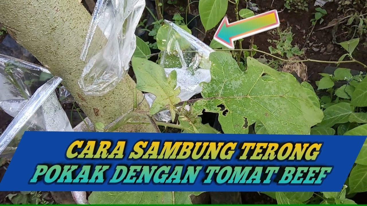 cara sambung terong pokak dengan tomat beef - YouTube