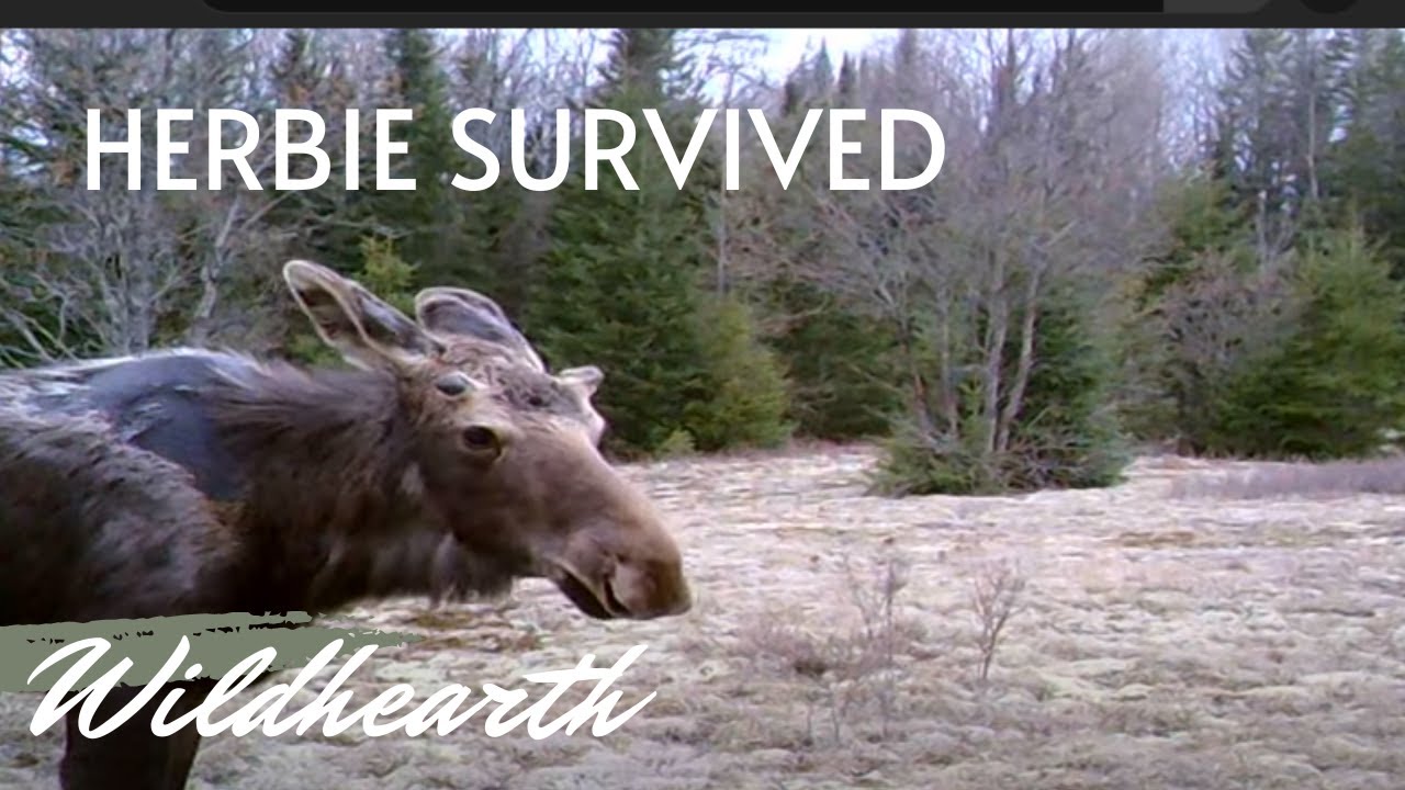 Herbie Survived the Winter and Is Shedding His Winter Coat! YouTube