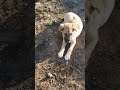 Tombiş 3 aylık oldu 🐶