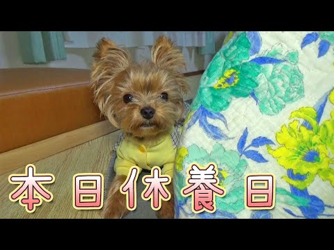【ヨークシャテリア】今日は一日安静だよ【Yorkshire Terrier】