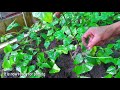 Clonal Propagation of Gmelina (Yemane) Through Cuttings