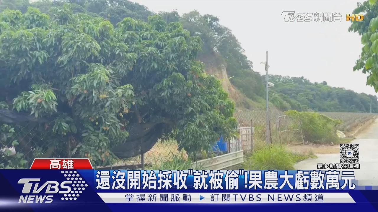 玉荷包進入產季! 竊賊「破網闖果園」農民賠數萬|TVBS新聞 @TVBSNEWS01