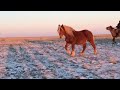 Тяжеловоз Хамер .Купил его прям с тебенёвки весной 2018 г.