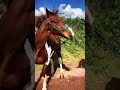 A horse totally out of control and dangerous