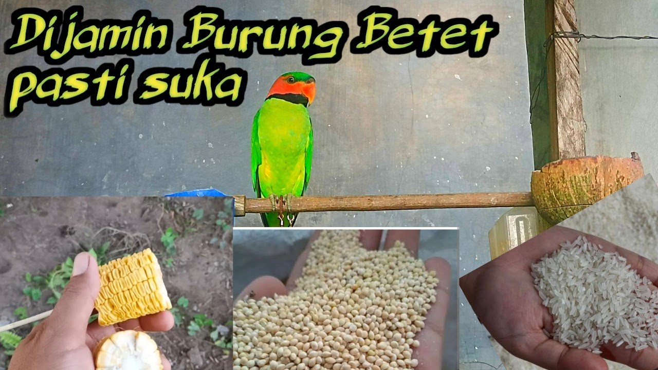 Cara Mengajari Burung Betet Yang Baru Dapat Makan Jagung, Beras Dan Pur