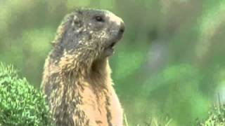Alan Alan Alan Alan (BBC Funny Talking Animals)