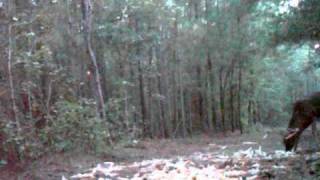 Dillon Buck.avi
