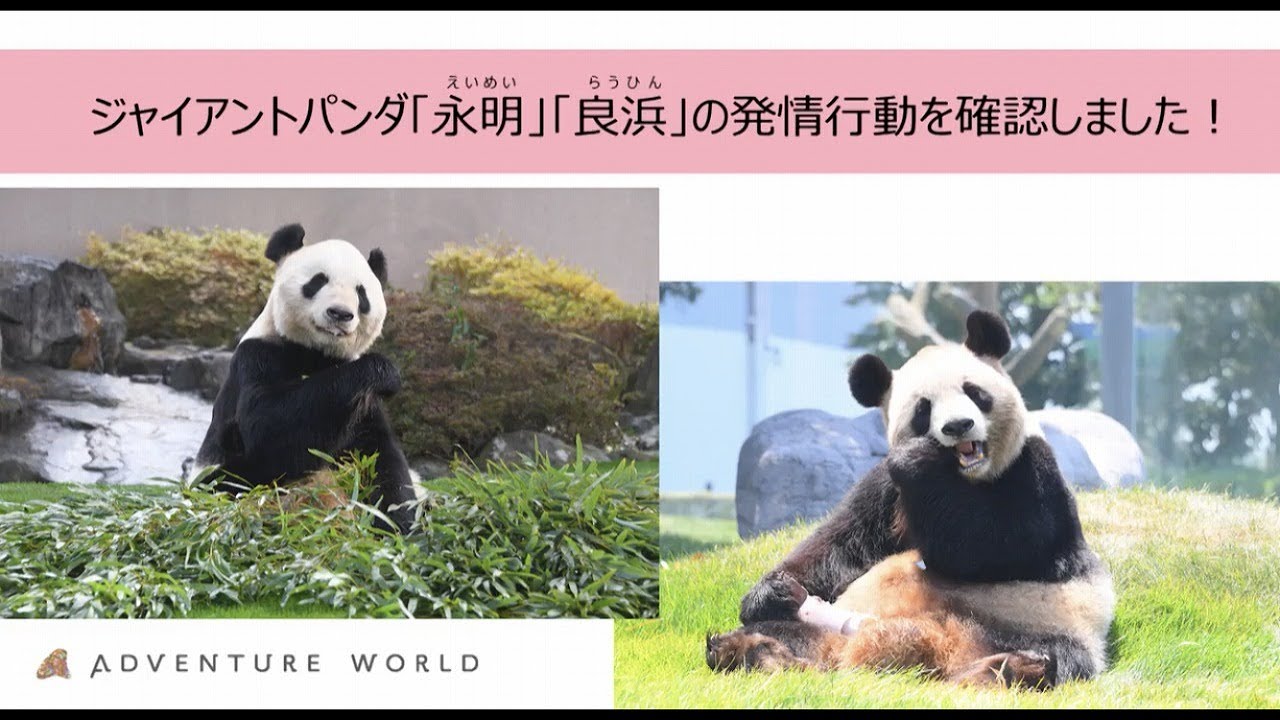 The estrus period of the giant panda 