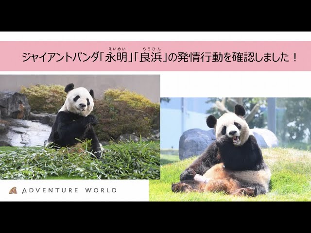 The estrus period of the giant panda 