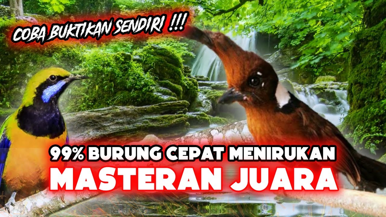 MASTERAN JUARA MURAI BATU LOMBA | Putar Saat Ingin Berlomba Digantangan