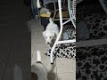 JRT Nano & Cupcake Ep.5
