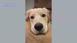 Funny Dog Videos  смешные животные